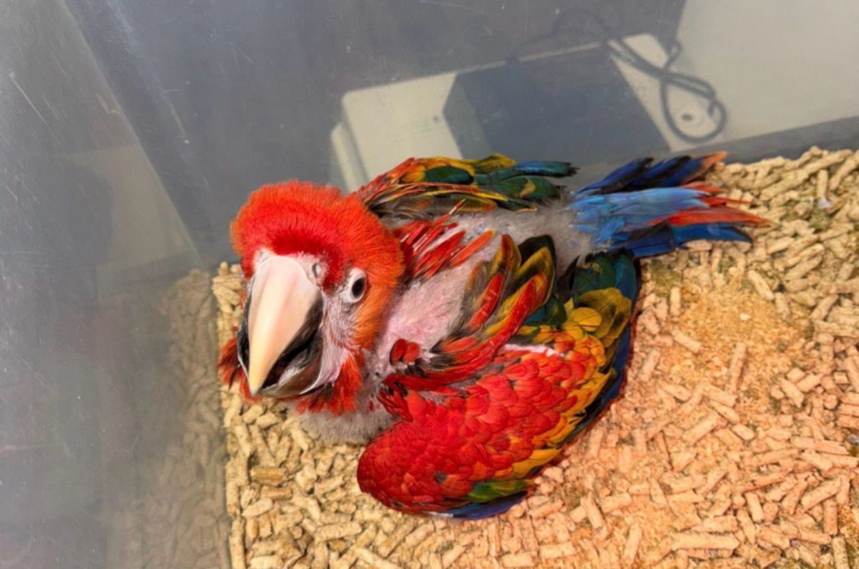 Macaw Scarlet