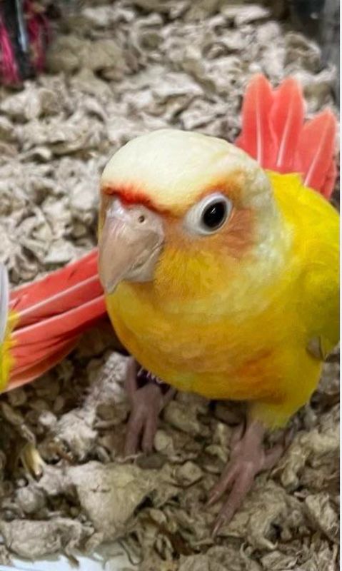 Conure Suncheeks