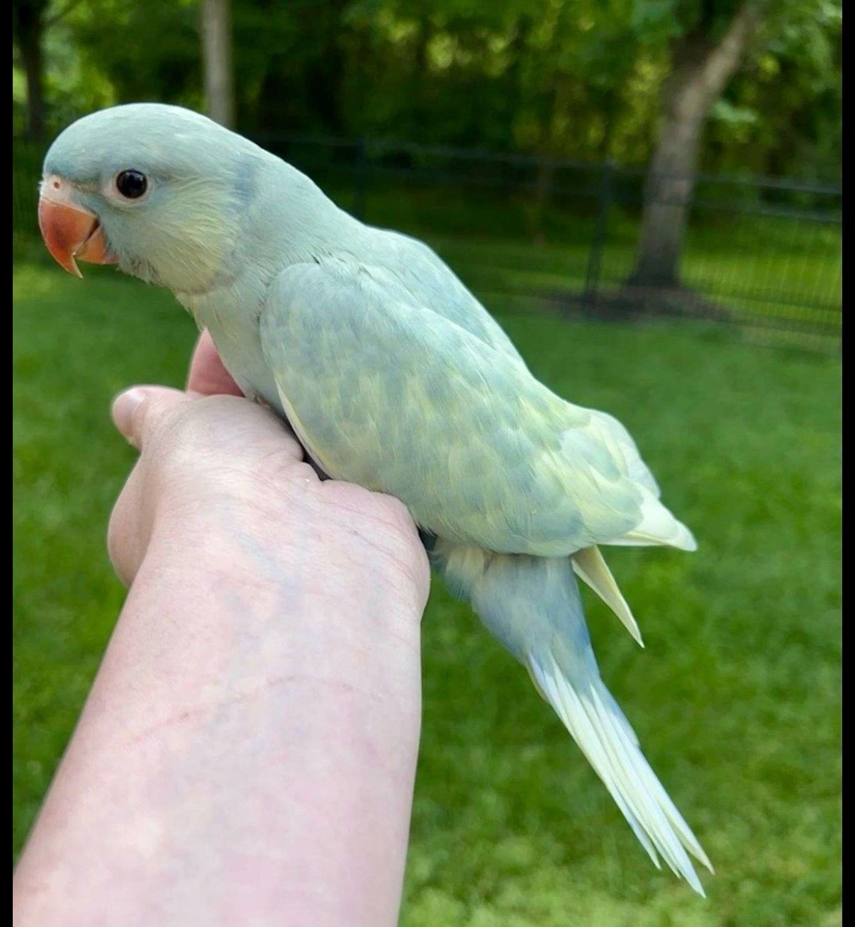 Indian Ring Neck Double Violet Emerald Harlequin