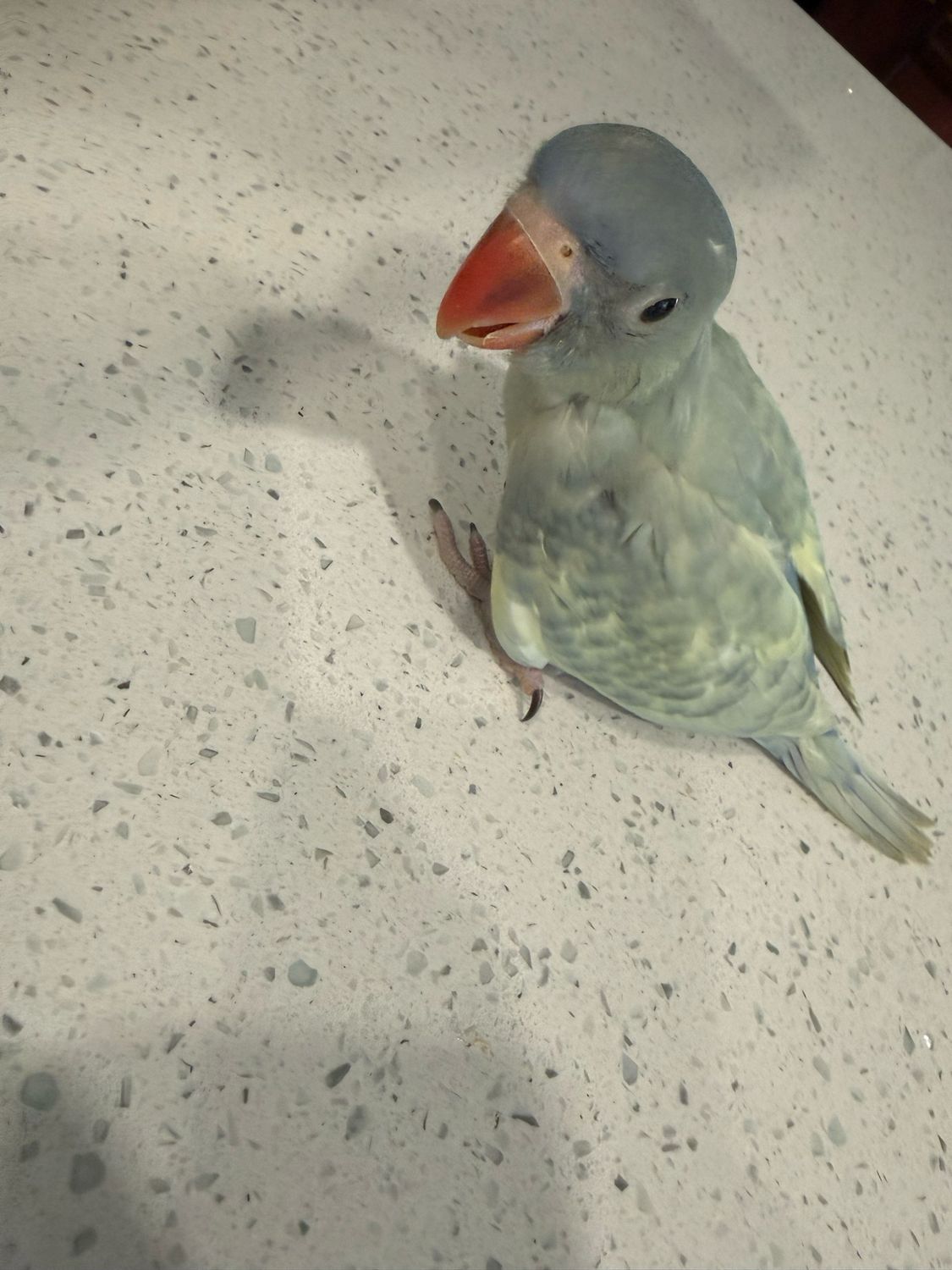 Indian Ring Neck Double Violet Emerald Harlequin