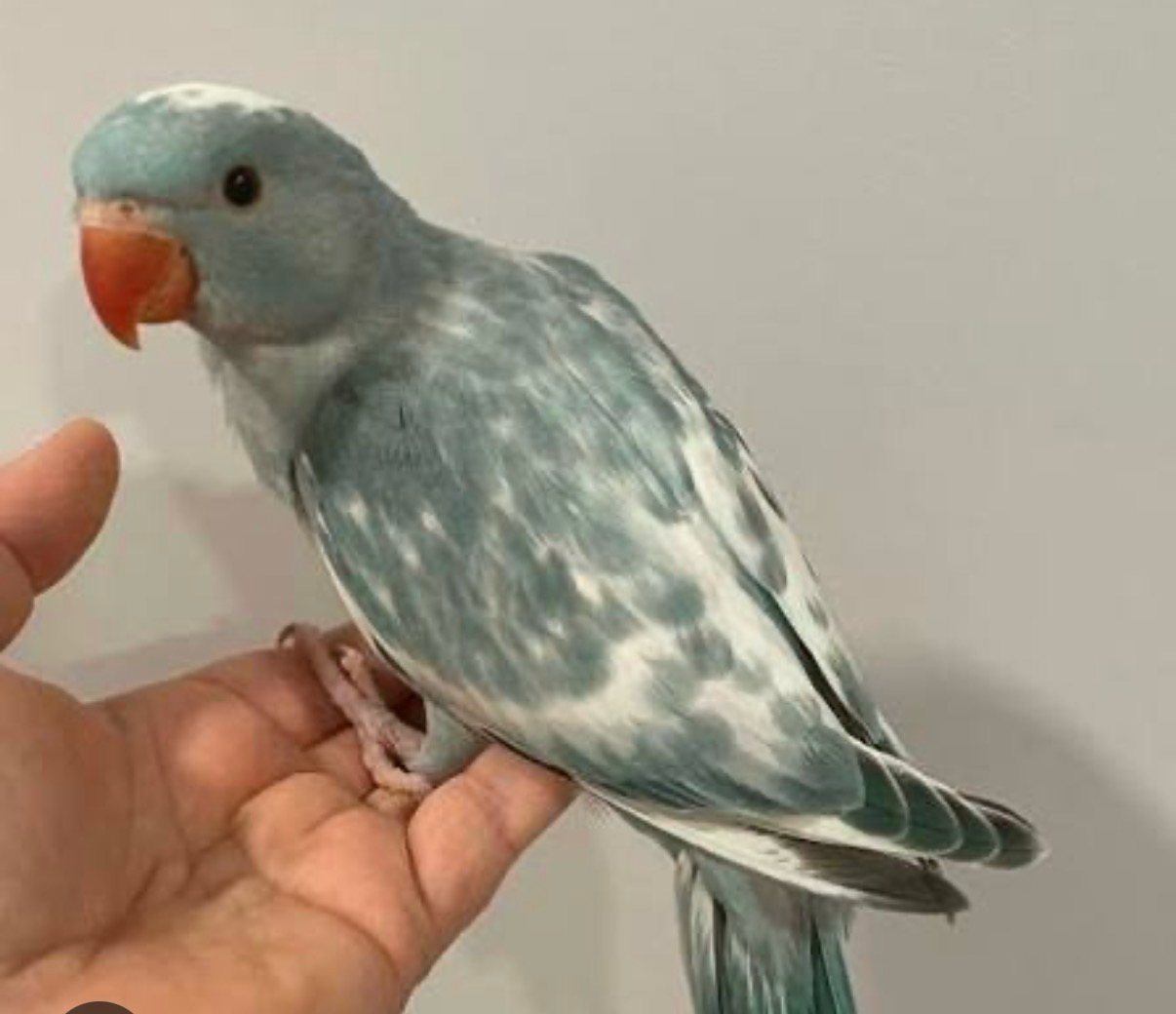 Indian Ring Neck Blue Hillerman