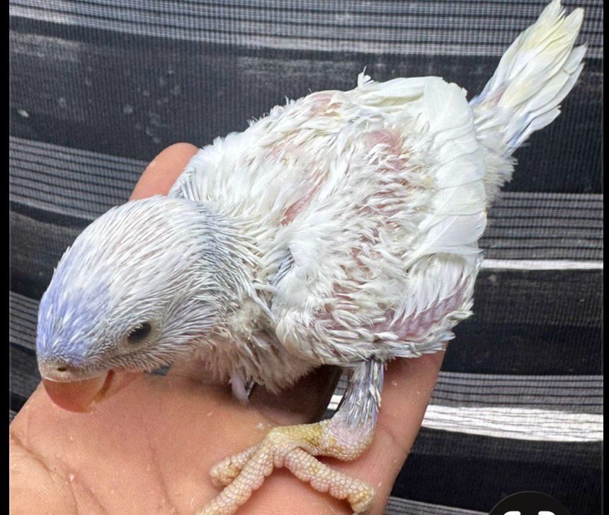 Indian Ring Neck Blue Hillerman