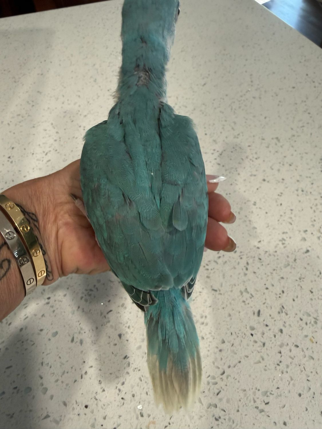 Indian Ring Neck Blue Clear tail Male