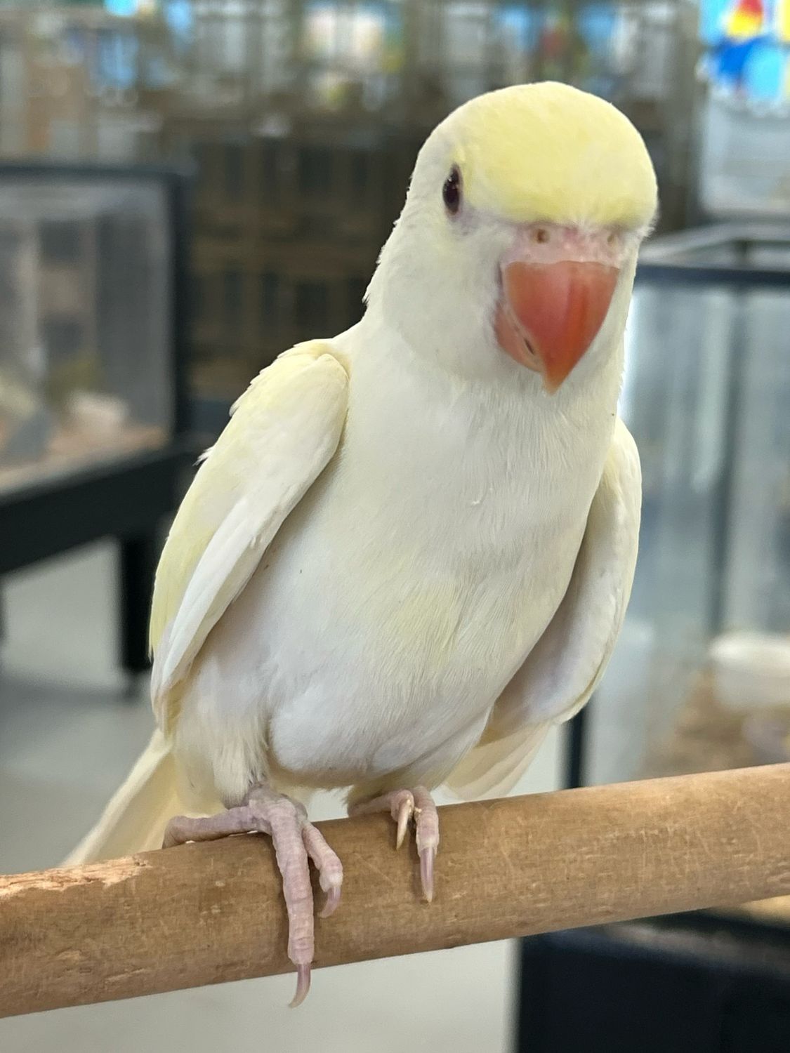 Indian Ring Neck Cremino