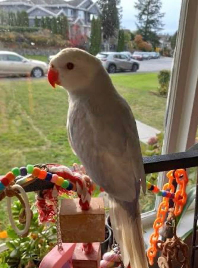 Indian Ringneck Violet Lacewing