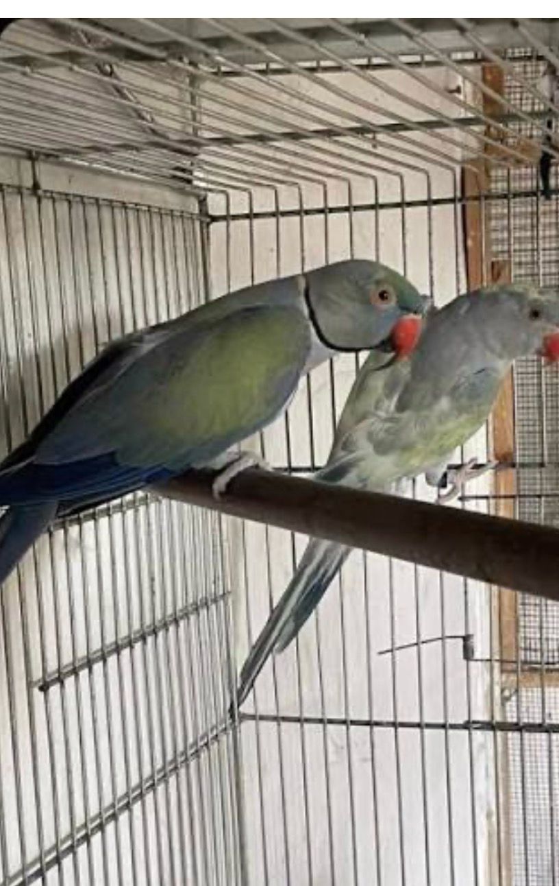 Indian Ringneck Green Violet