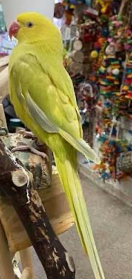 Indian Ringneck Green Lacewing