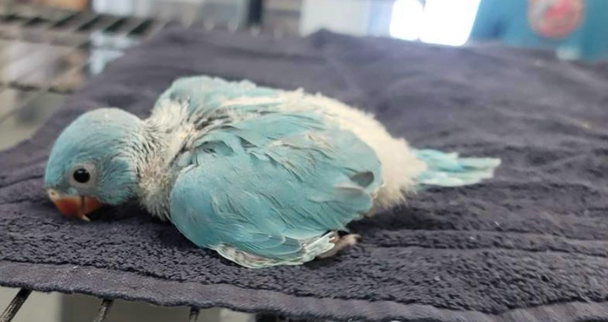 Indian Ringneck Blue