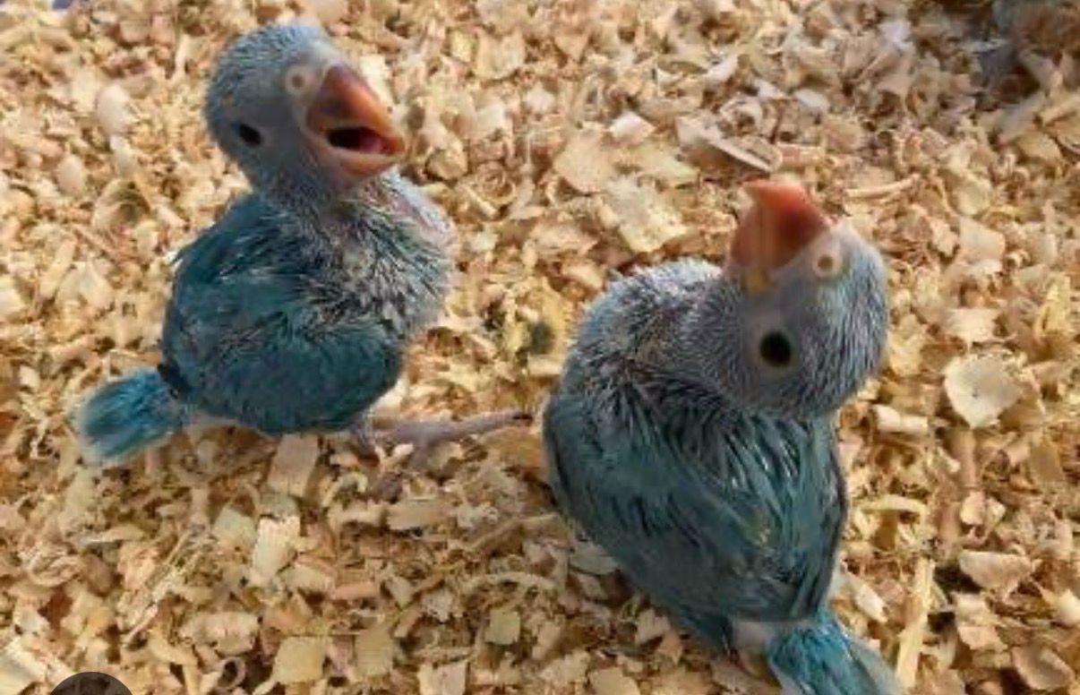 Indian Ringneck Blue