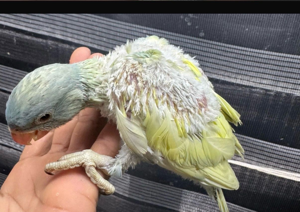 Indian Ringneck Violet Pallid