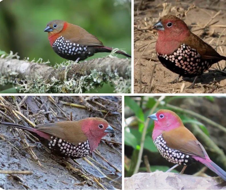 Pink Twinspots Finch