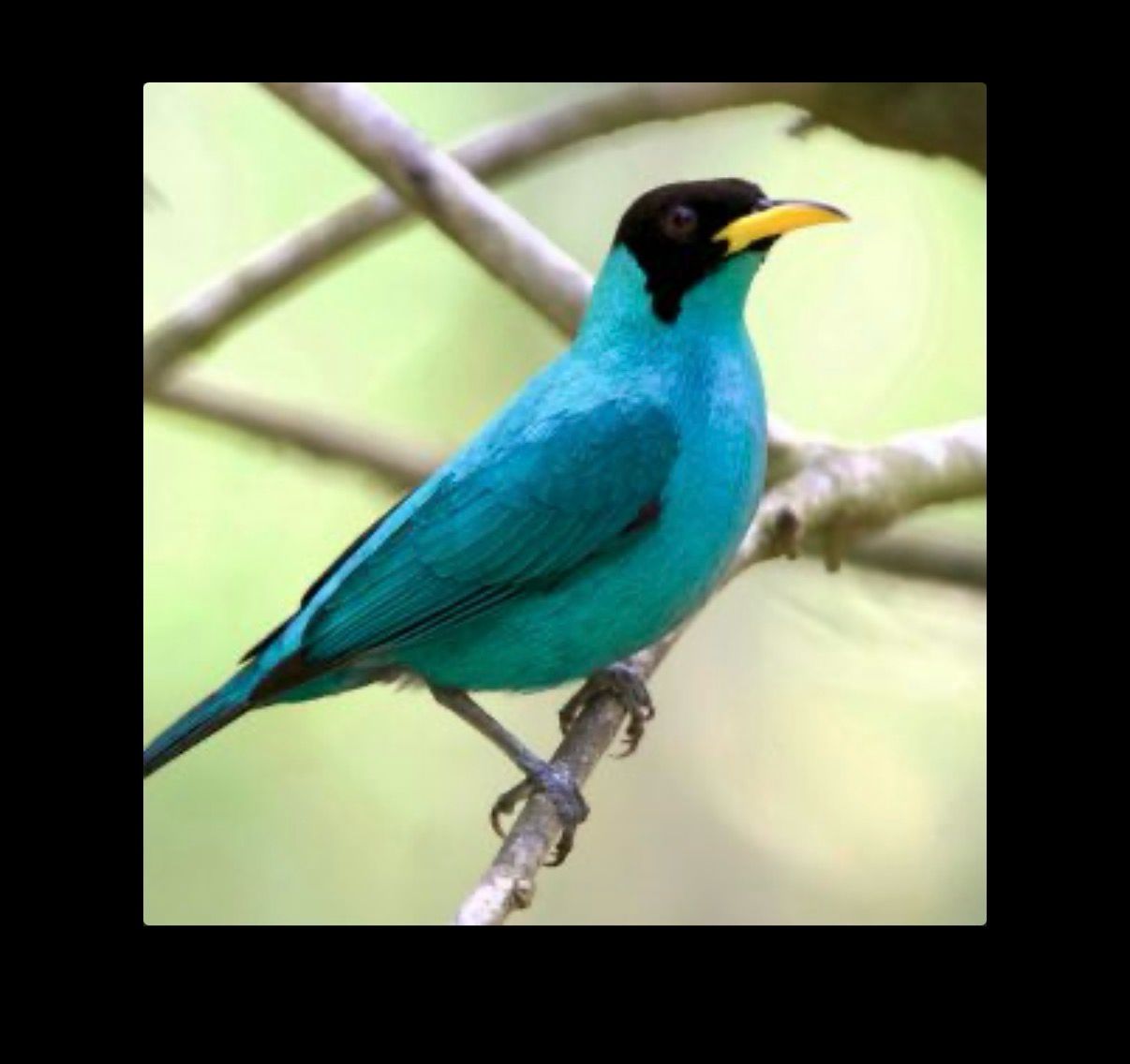 Green Honeycreepers