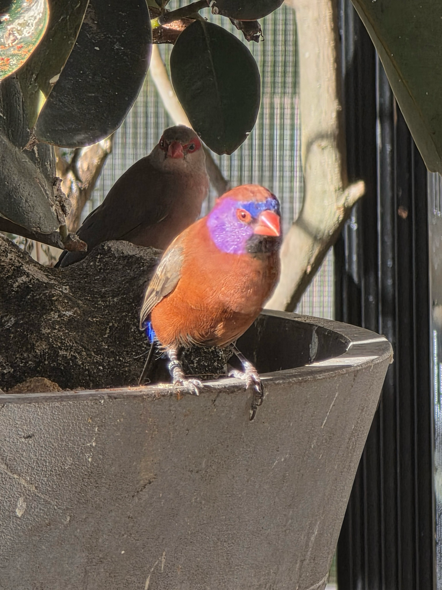 Violet Eared Waxbills