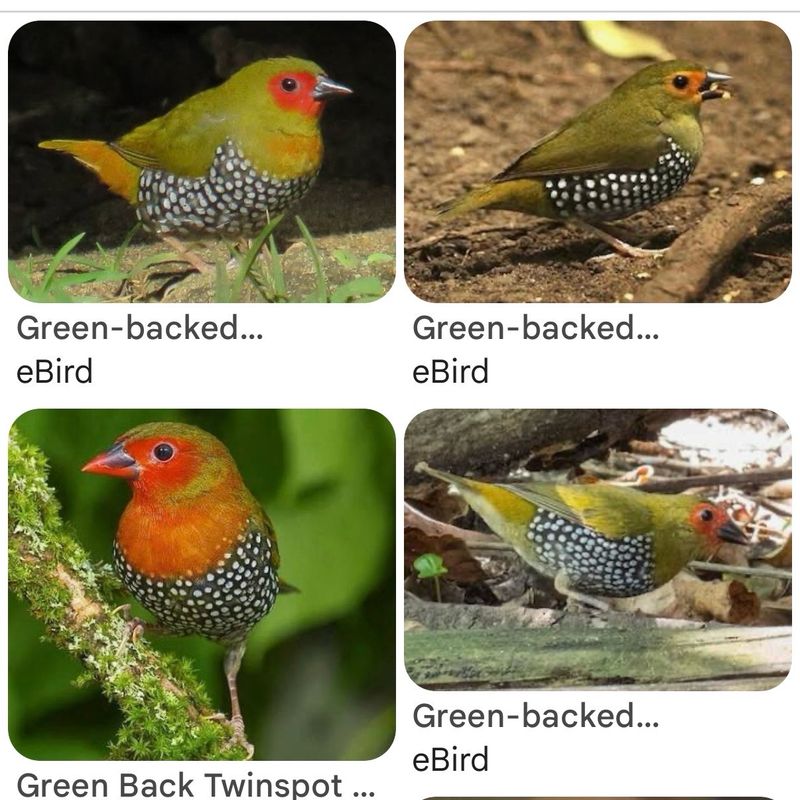 Greenback Twinspots Finch