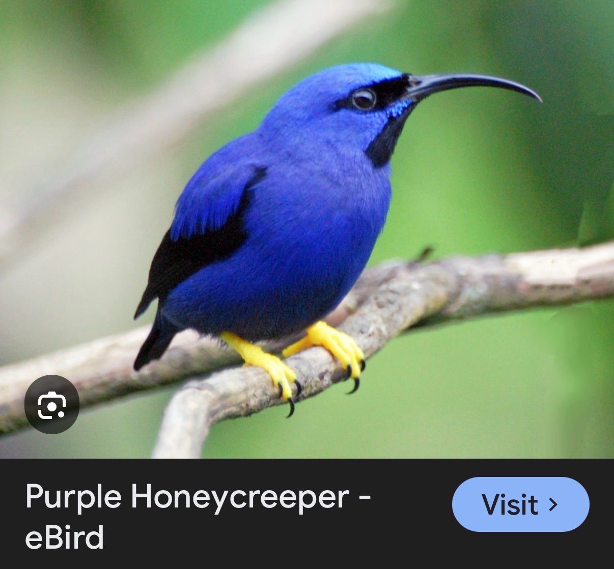 Purple Honeycreepers