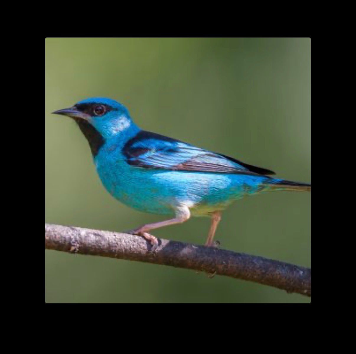 Blue Face Dacnis