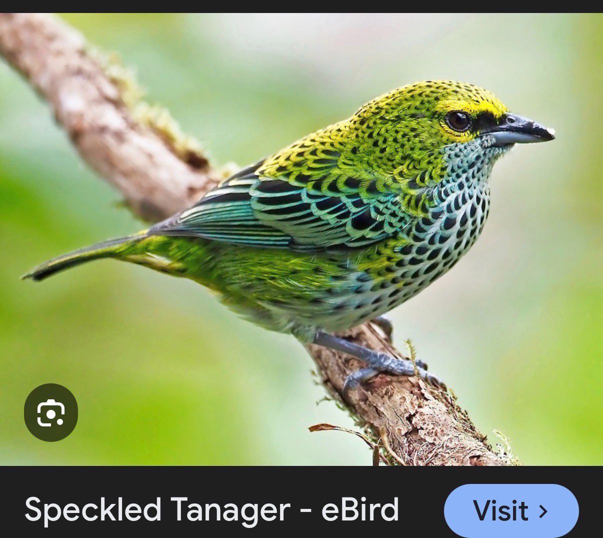 Spotted tanagers