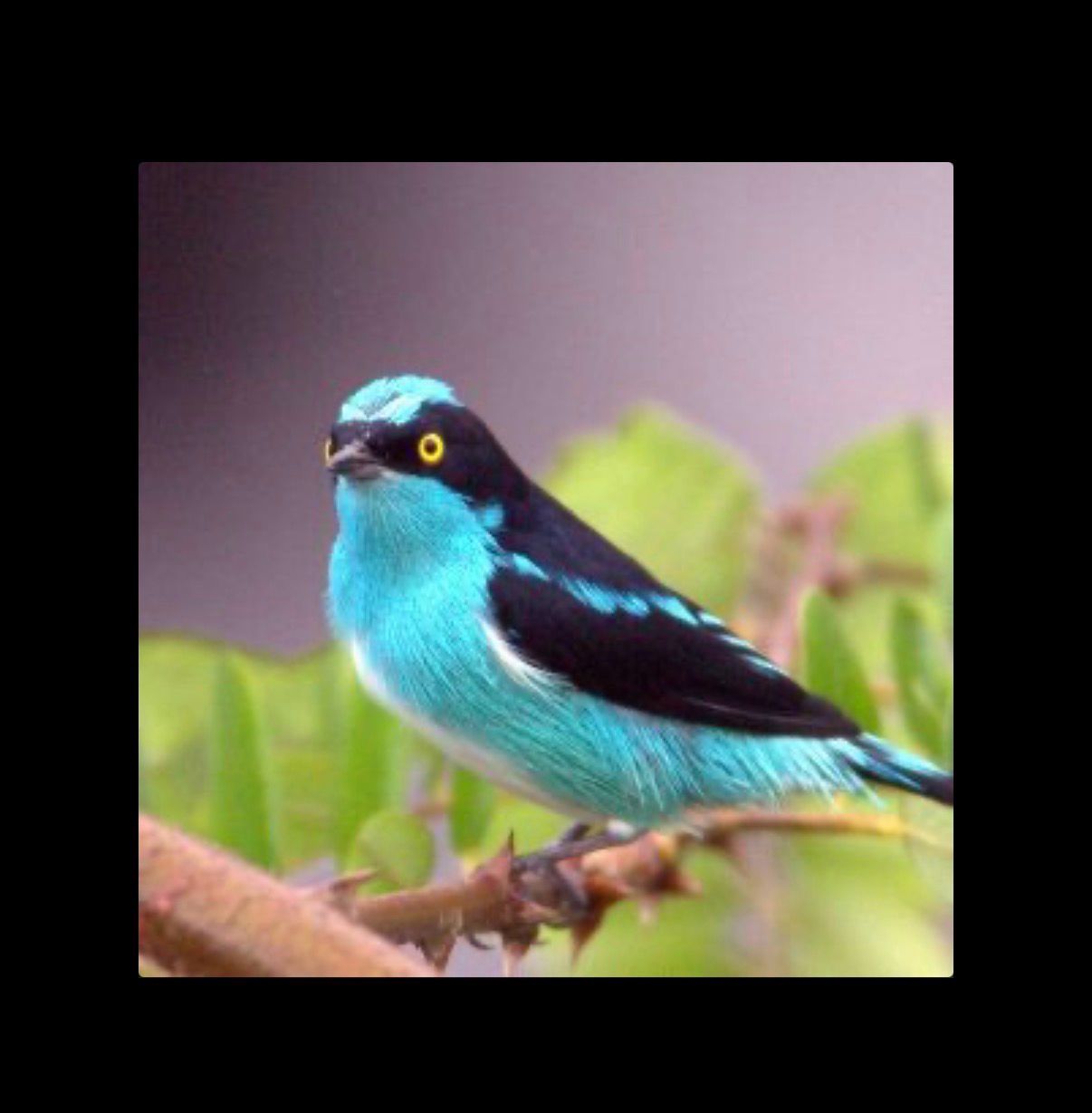Black Face Dacnis
