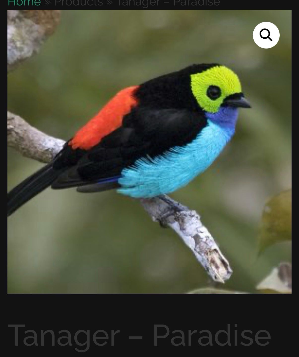 Paradise Tanager