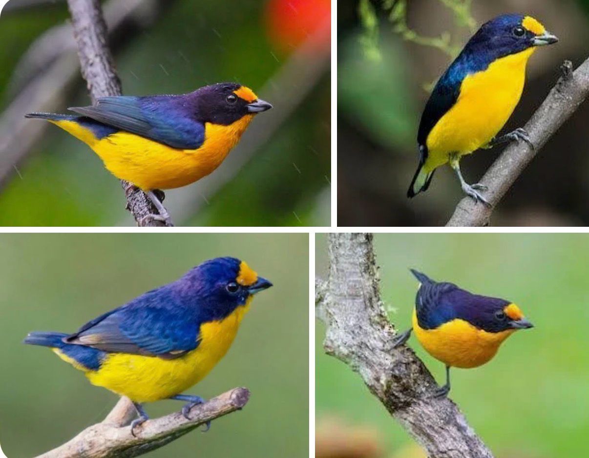 Violacious Euphonia
