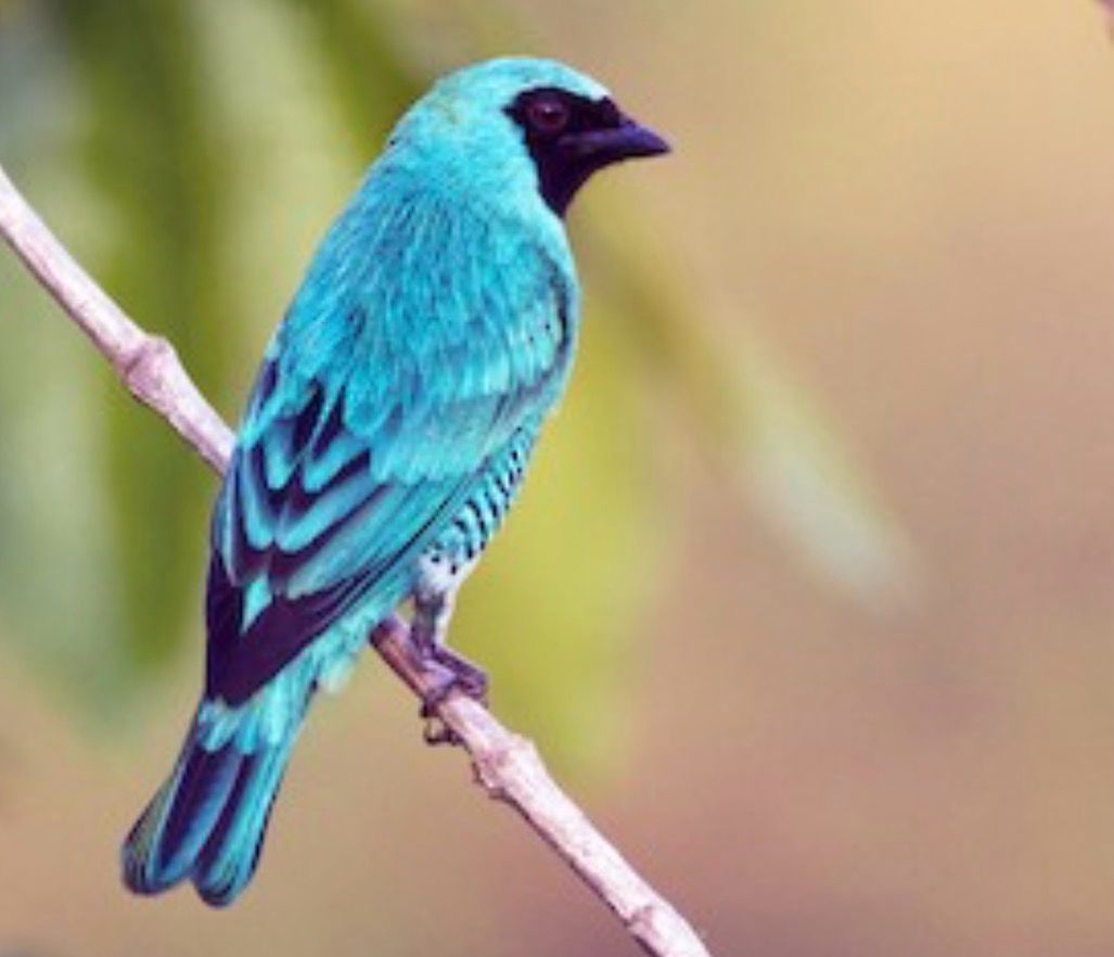 Swallow Tanager Male