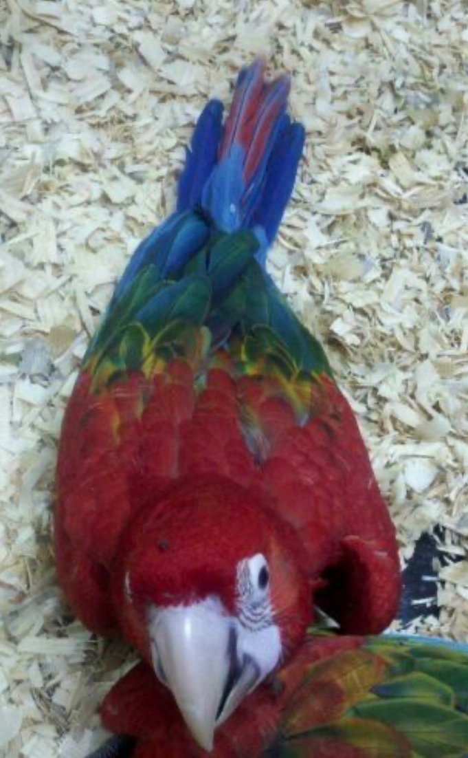 Macaw Aka Ruby Macaw