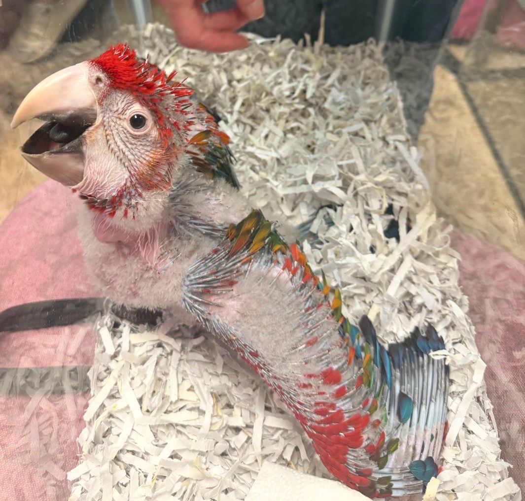 Macaw Aka Ruby Macaw
