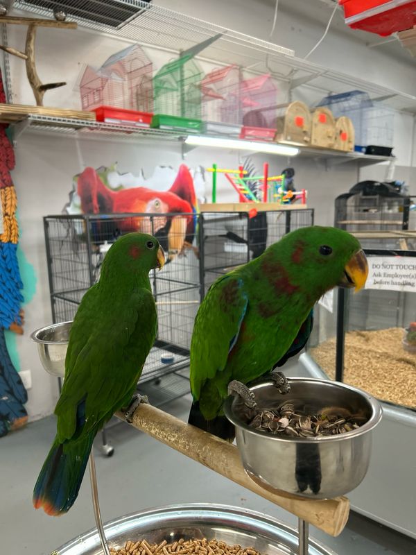 Eclectus Red Sided
