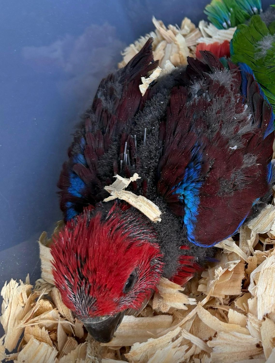 Eclectus Red Sided