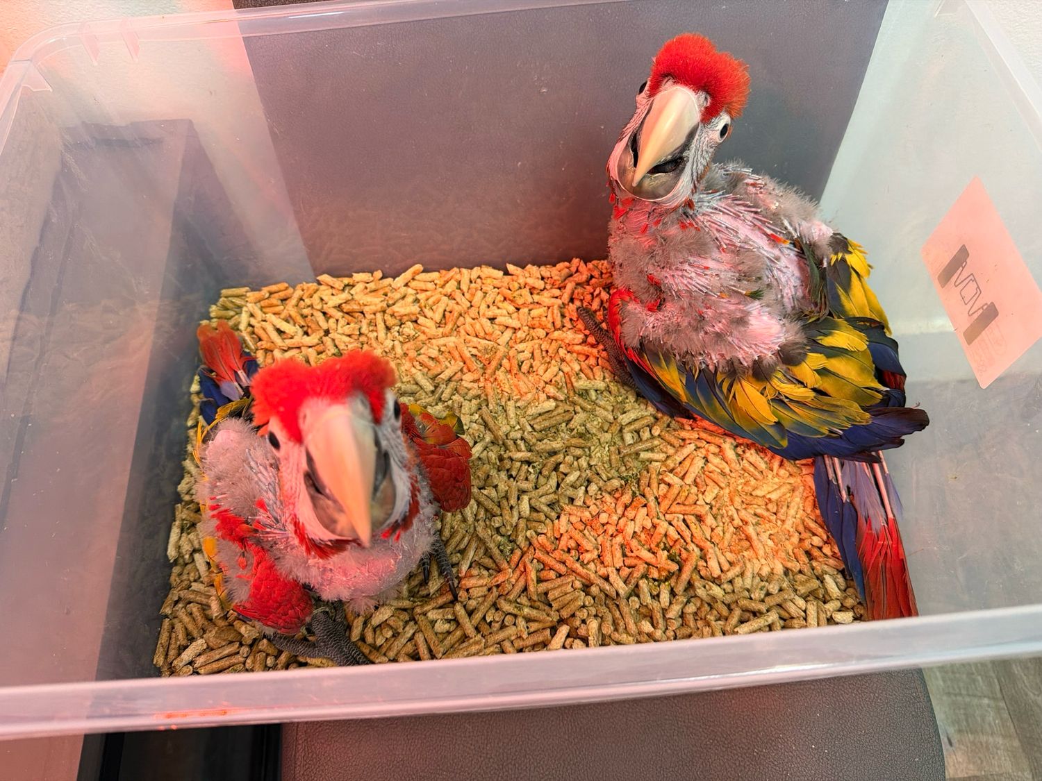 Macaw Bolivian Scarlet