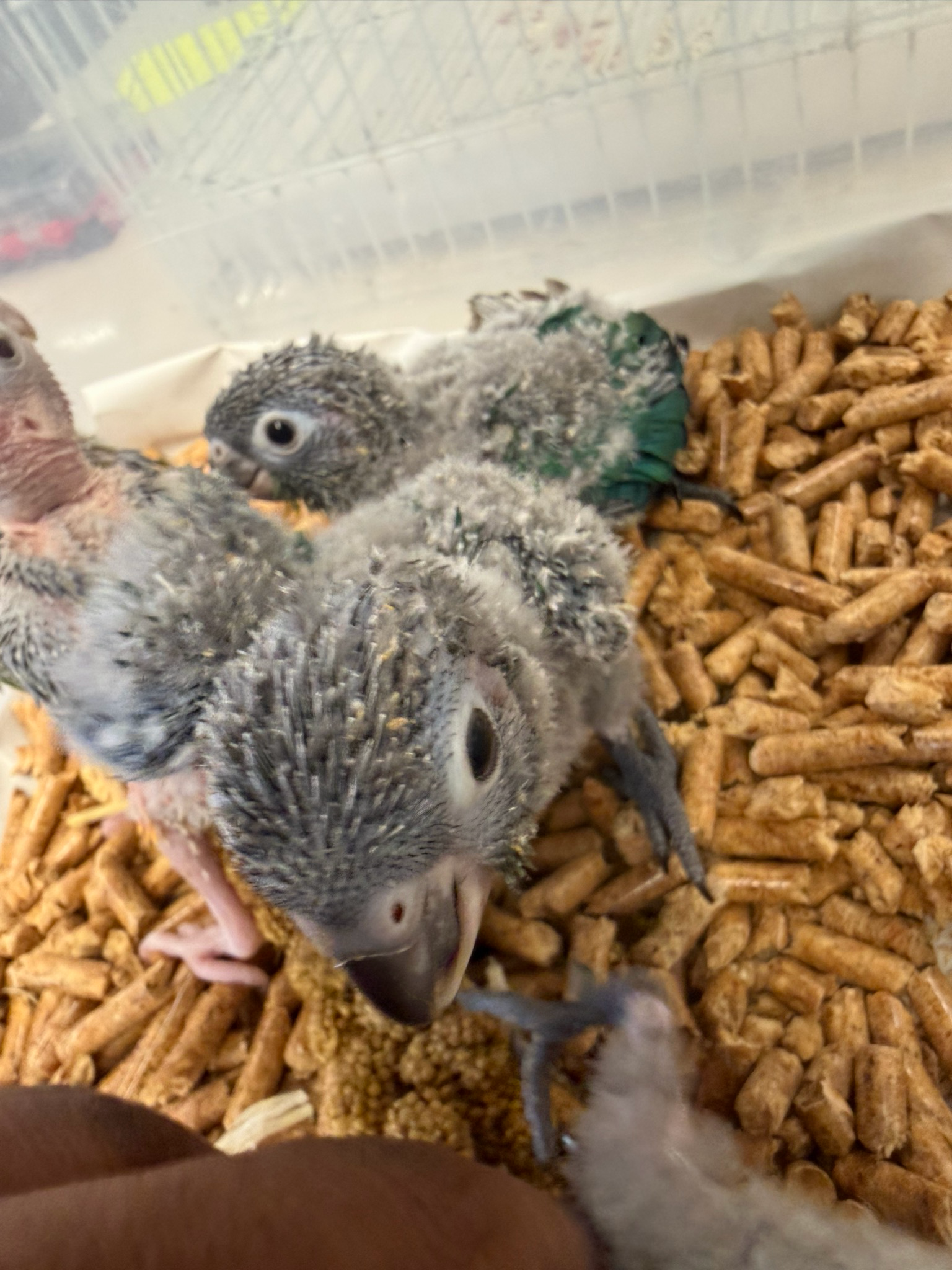 Conure Turquoise Green Cheek