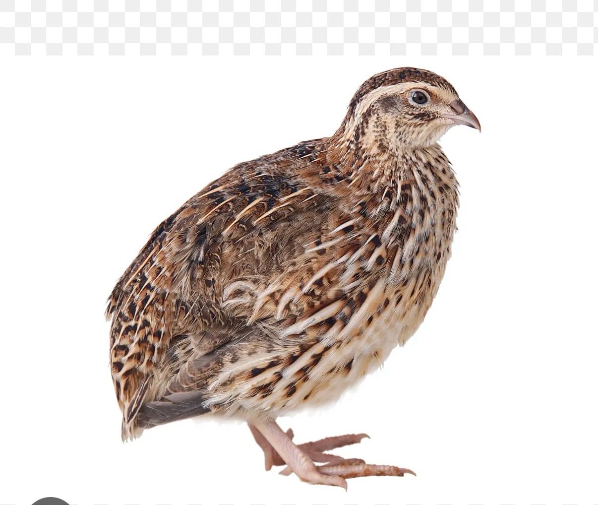 Quail