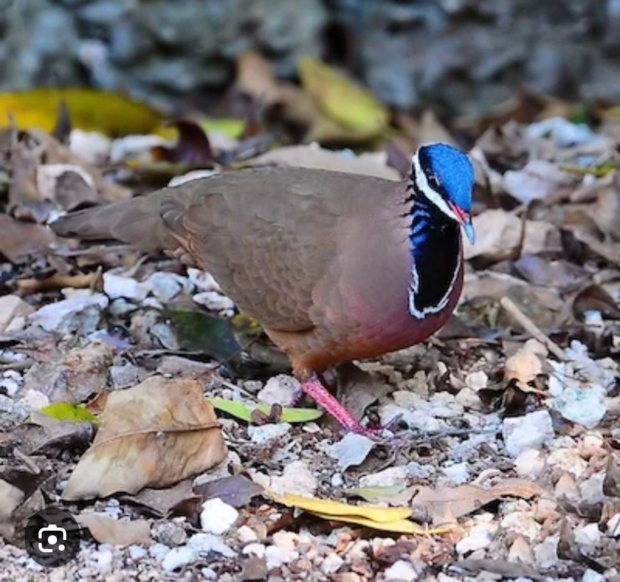 Bleu Headed Quail Dove