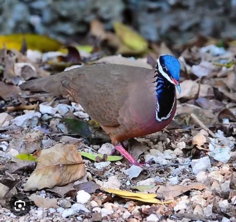 Bleu Headed Quail Dove