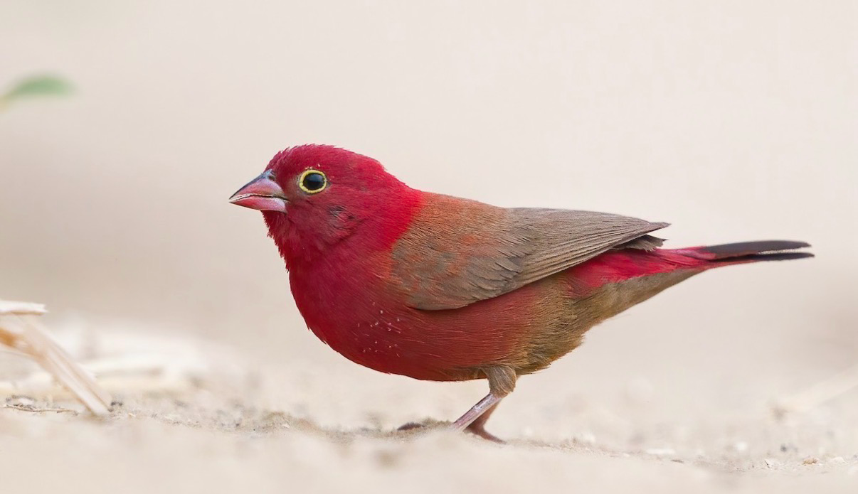 Red Billed Fire Finch