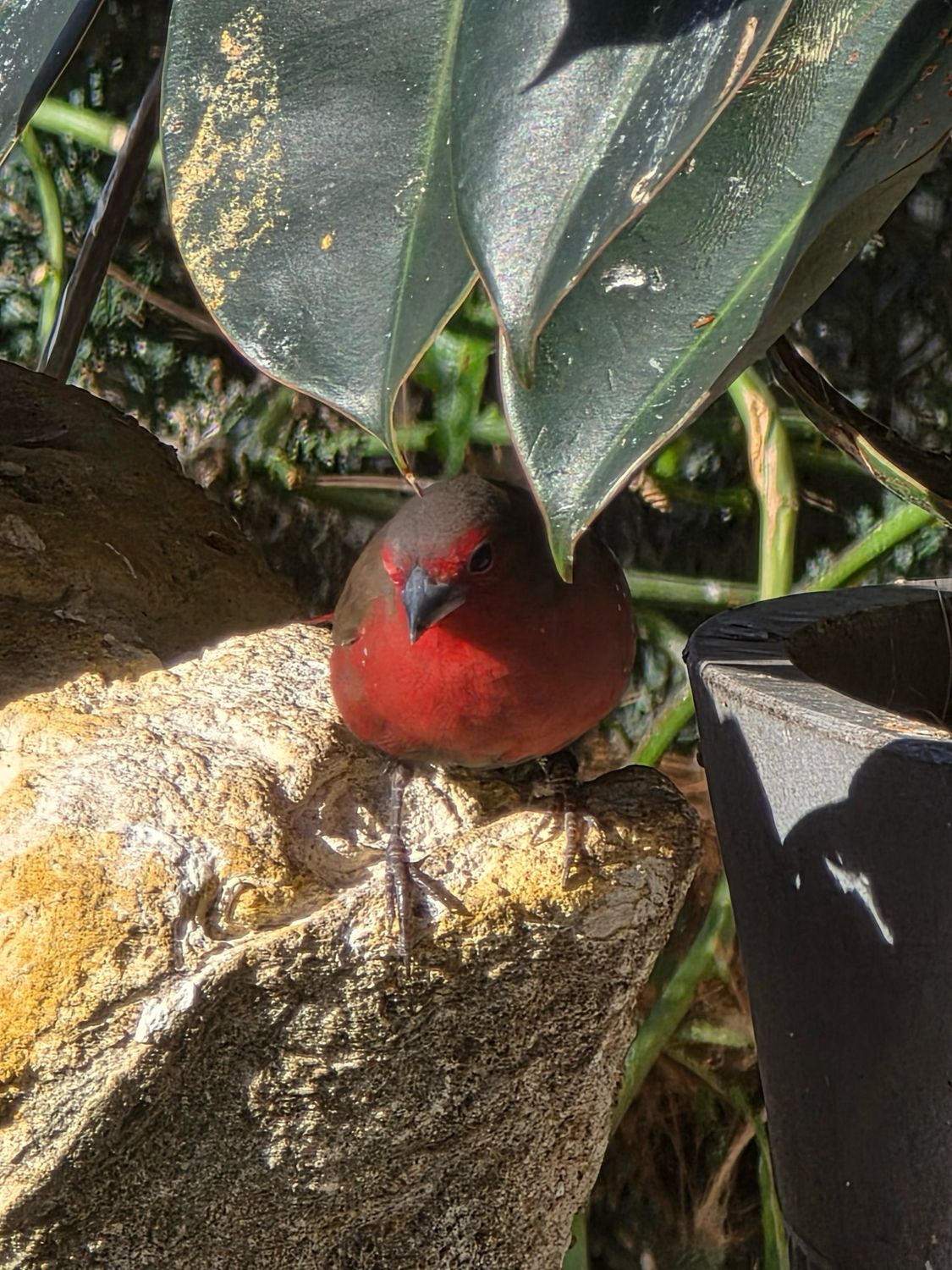 Red Billed Fire Finch