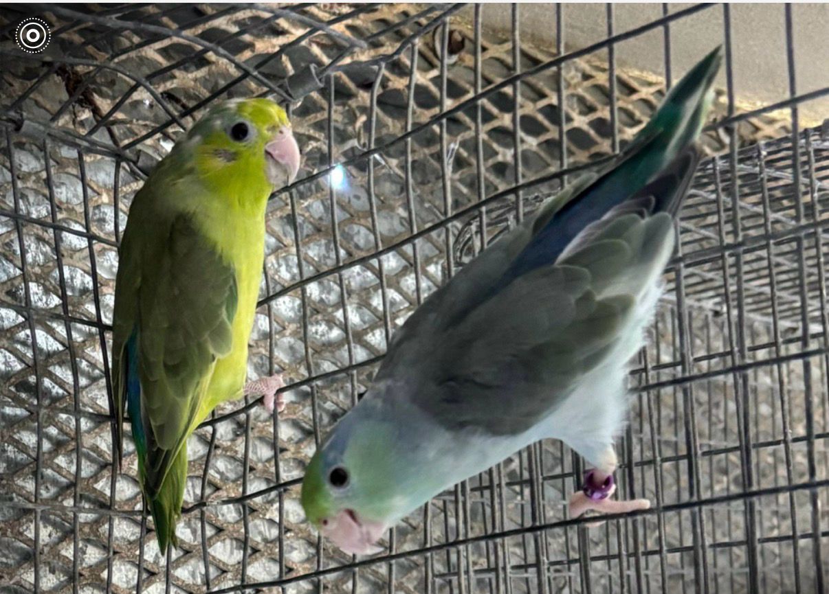 Parrotlet Pair