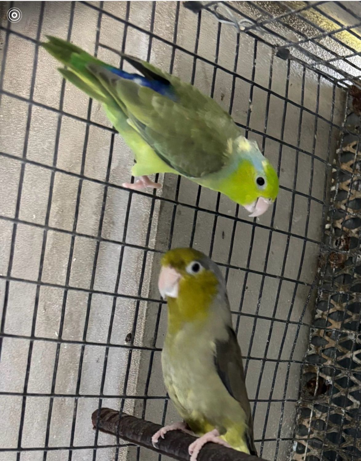 Parrotlet Pair