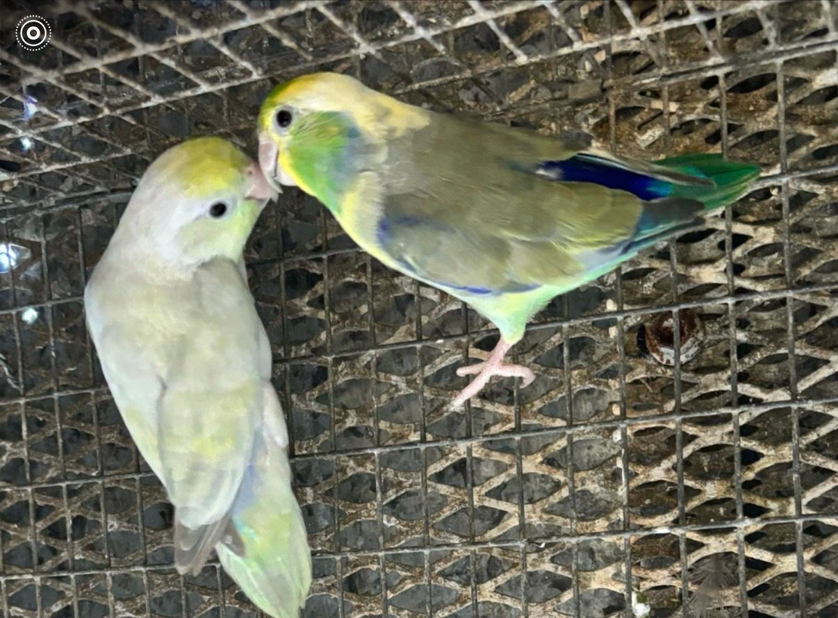 Parrotlet Pair