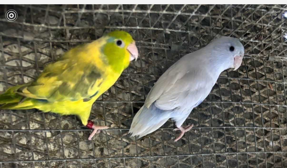 Parrotlet Pair