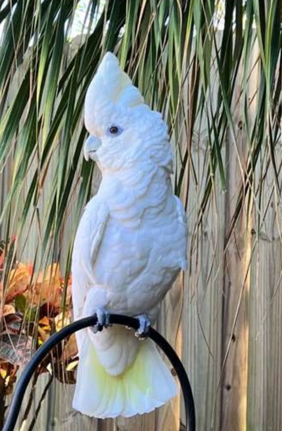 Cockatoo Ducorps