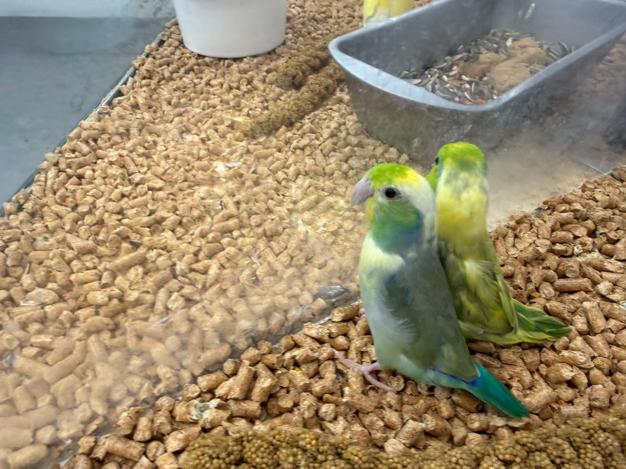 Parrotlet