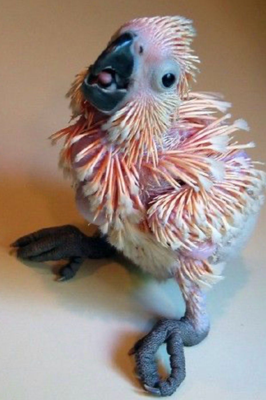 Cockatoo Mollucaan