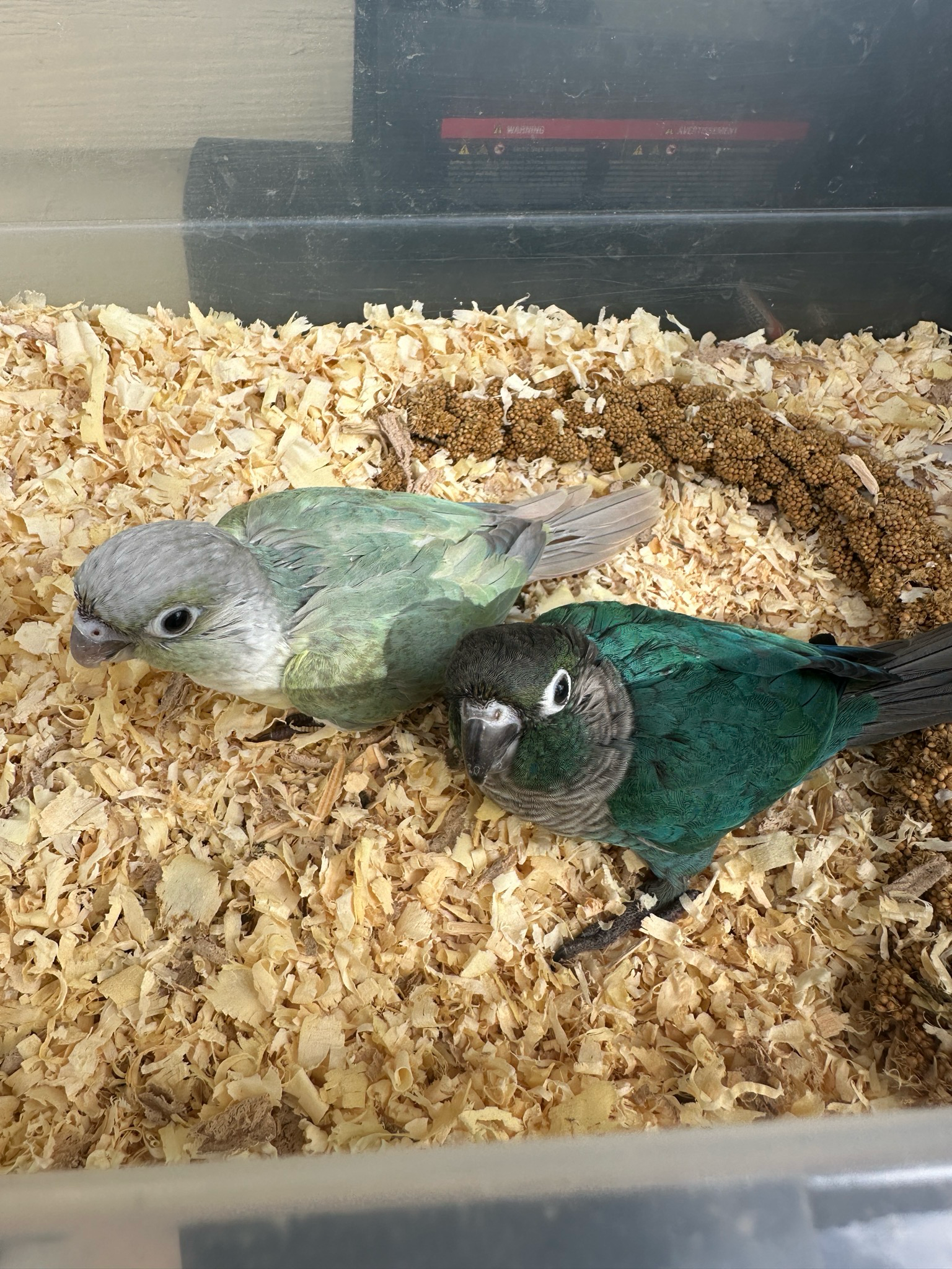Conure Turquoise Split To Violet