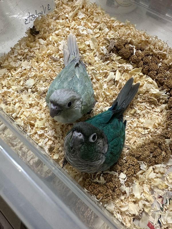 Conure Turquoise Split To Violet