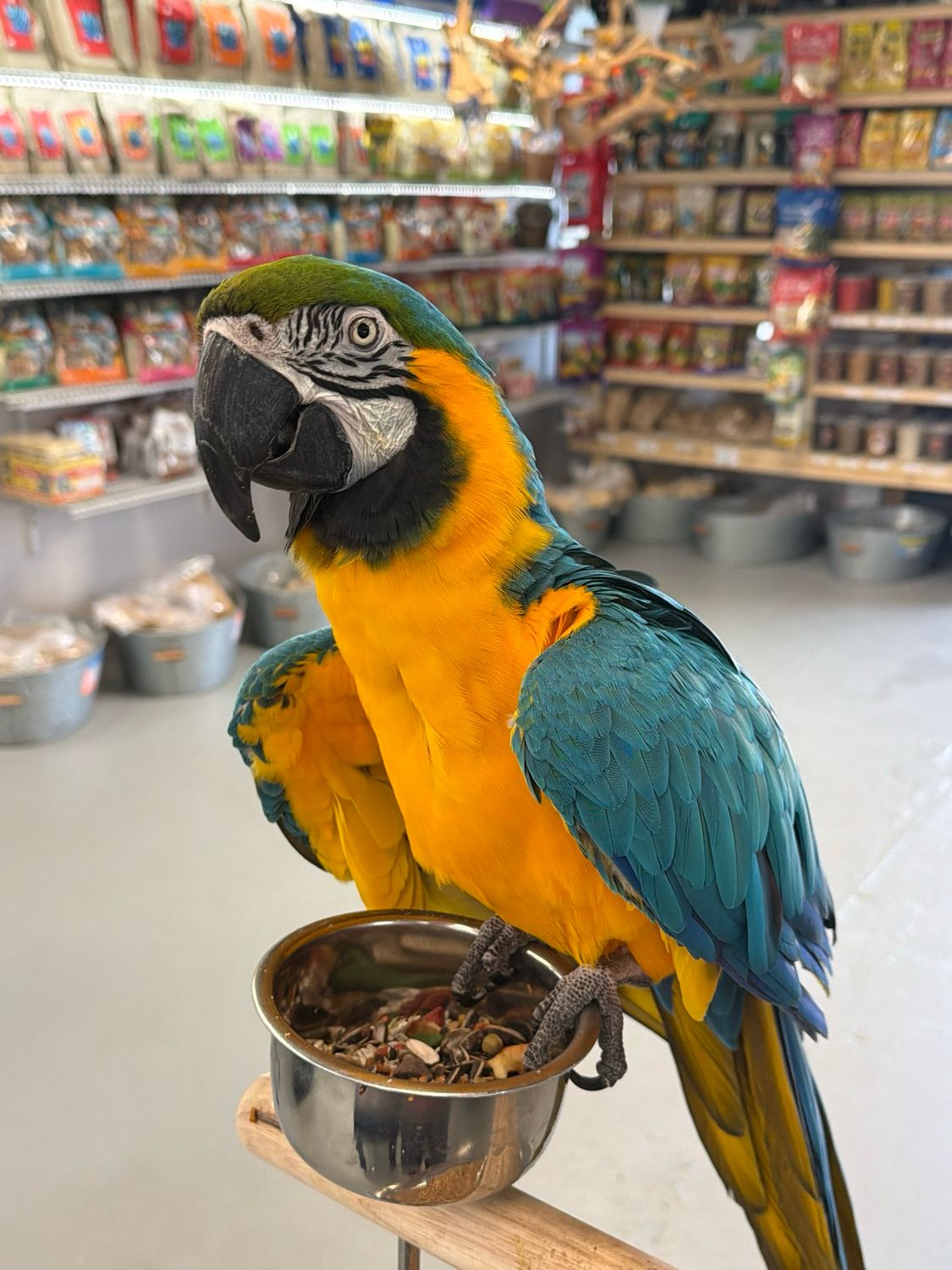 Macaw Blue & Gold