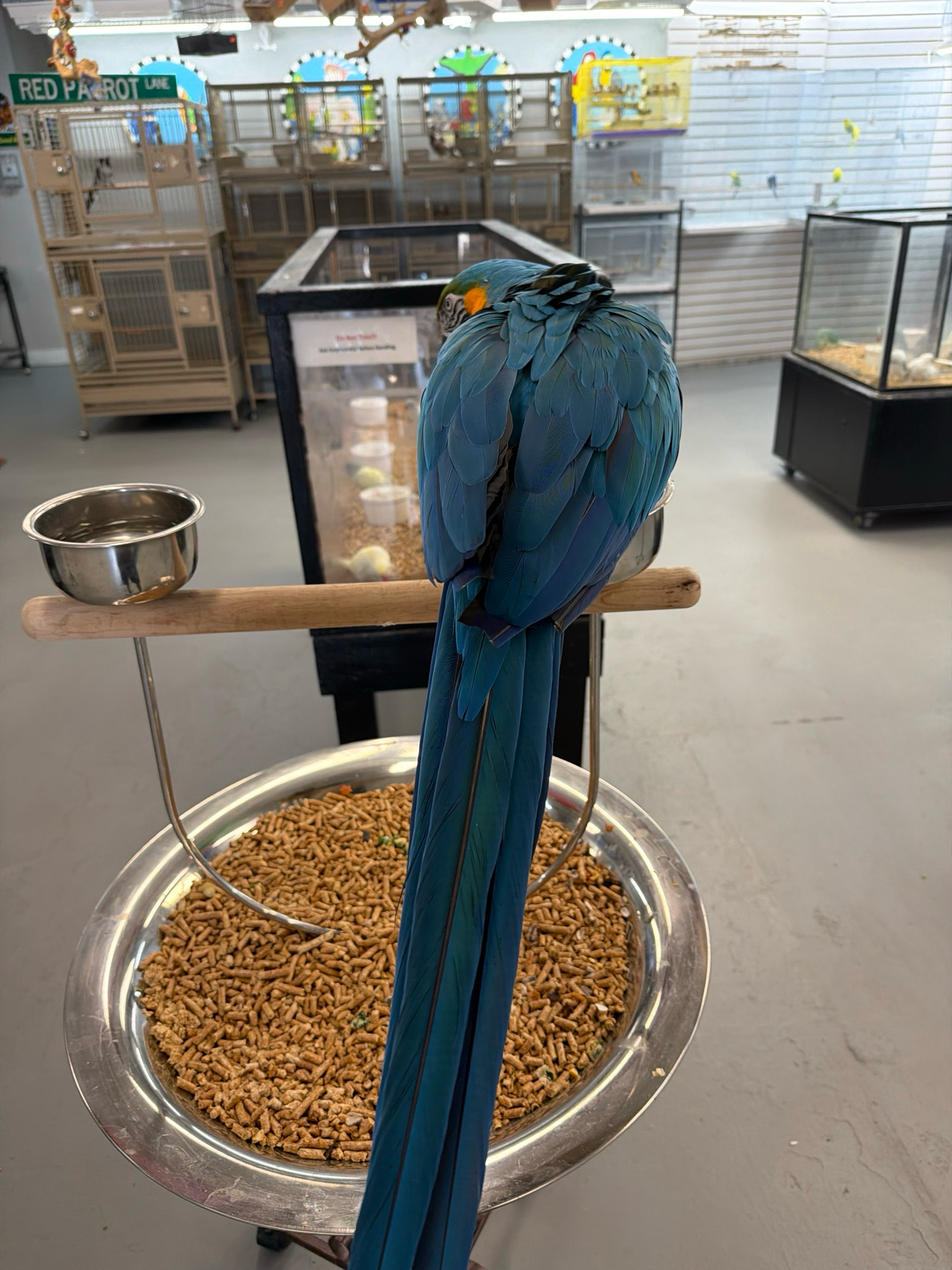 Macaw Blue & Gold