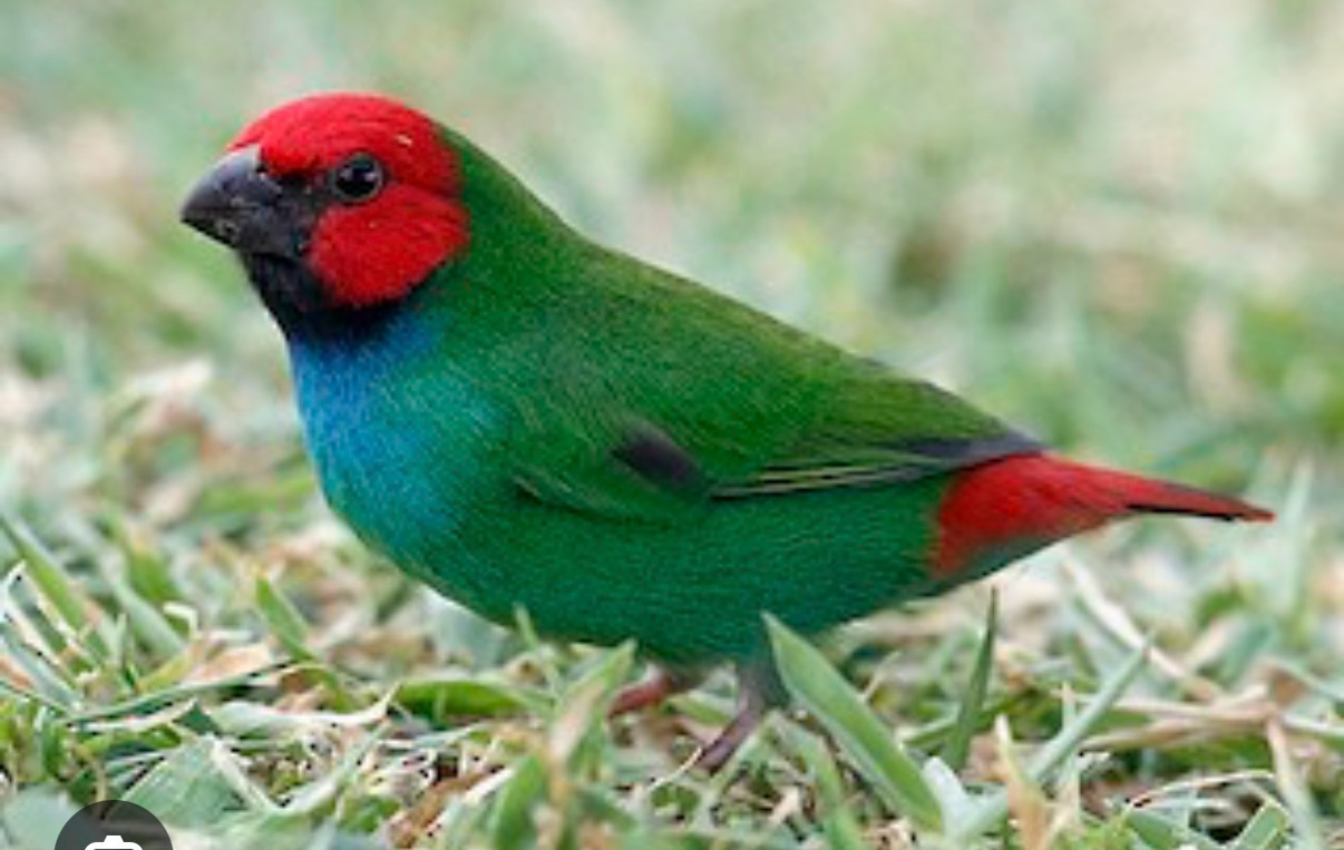 Fiji Parrot Finch
