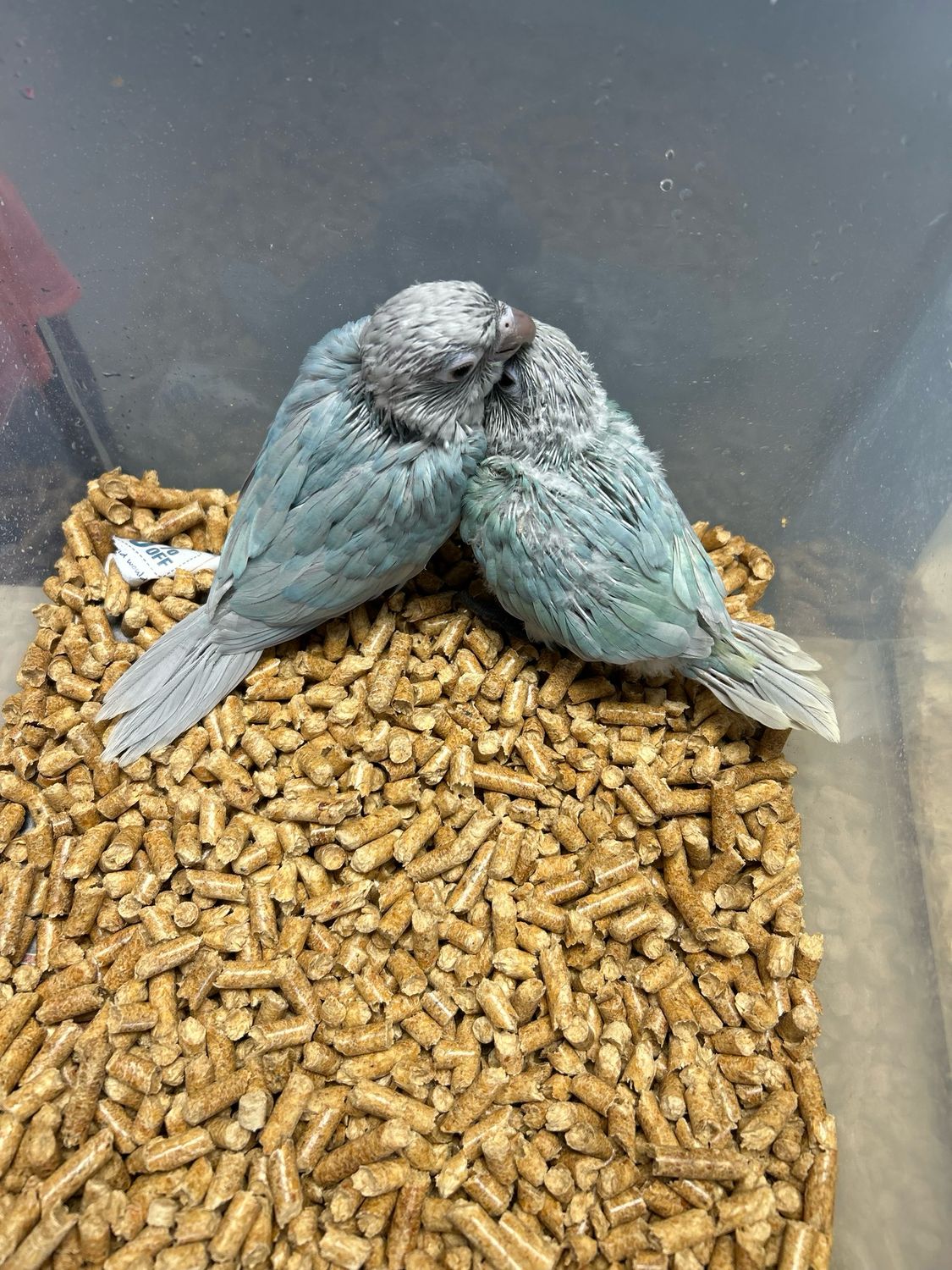 Conure Violet Greencheeks