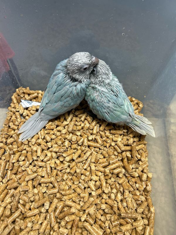 Conure Violet Greencheeks